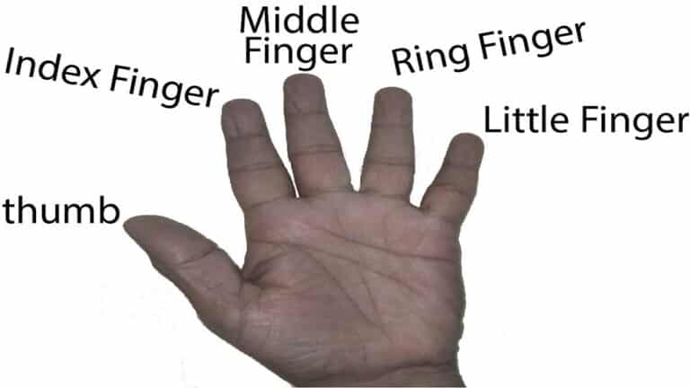Names of fingers in English and Urdu